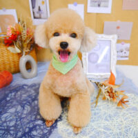 【池下店】2023年9月15日のワンちゃん達♪