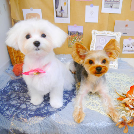 【池下店】2023年9月16日のワンちゃん達♪