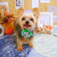 【池下店】2023年9月17日のワンちゃん達♪