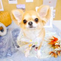 【池下店】2023年9月18日のワンちゃん達♪