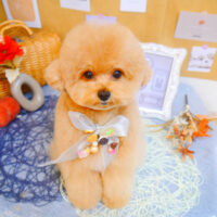 【池下店】2023年9月21日のワンちゃん達♪