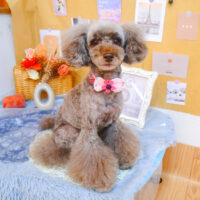 【池下店】2023年9月22日のワンちゃん達♪