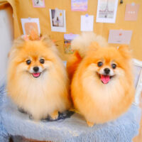 【池下店】2023年9月23日のワンちゃん達♪