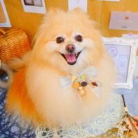 【池下店】2023年9月24日のワンちゃん達♪