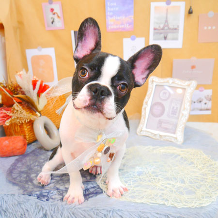 【池下店】2023年9月25日のワンちゃん達♪