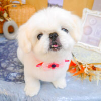 【池下店】2023年9月28日のワンちゃん達♪