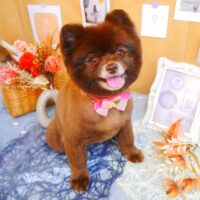 【池下店】2023年9月29日のワンちゃん達♪