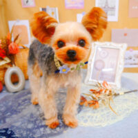 【池下店】2023年9月30日のワンちゃん達♪