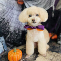 【山手店】2023年10月15日のワンちゃん達♪