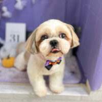 【本店】2023年10月1日のワンちゃん達♪