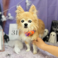 【本店】2023年10月2日のワンちゃん達♪