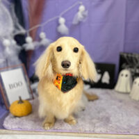 【本店】2023年10月7日のワンちゃん達♪