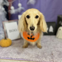 【本店】2023年10月14日のワンちゃん達♪