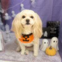 【本店】2023年10月20日のワンちゃん達♪