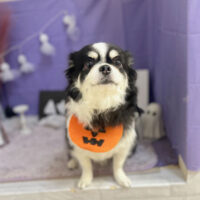 【本店】2023年10月22日のワンちゃん達♪