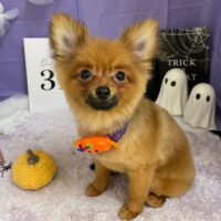 【本店】2023年10月13日のワンちゃん達♪