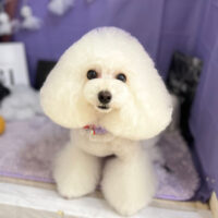 【本店】2023年10月5日のワンちゃん達♪