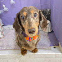 【本店】2023年10月21日のワンちゃん達♪