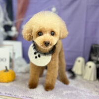 【本店】2023年10月6日のワンちゃん達♪