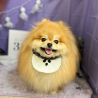 【本店】2023年10月8日のワンちゃん達♪