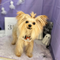 【本店】2023年10月9日のワンちゃん達♪