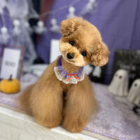 【本店】2023年10月12日のワンちゃん達♪