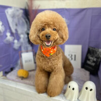 【本店】2023年10月23日のワンちゃん達♪