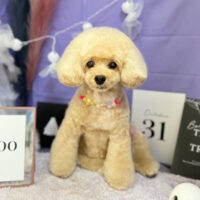 【本店】2023年10月26日のワンちゃん達♪