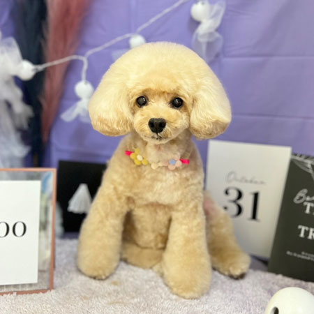 【本店】2023年10月26日のワンちゃん達♪