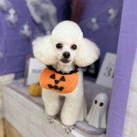 【本店】2023年10月27日のワンちゃん達♪