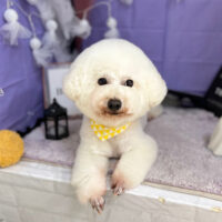 【本店】2023年10月29日のワンちゃん達♪