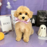 【本店】2023年10月30日のワンちゃん達♪