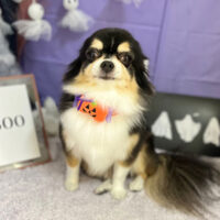 【本店】2023年10月15日のワンちゃん達♪