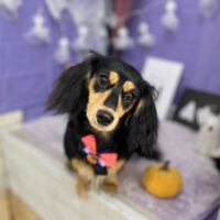 【本店】2023年10月16日のワンちゃん達♪