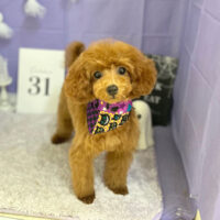 【本店】2023年10月19日のワンちゃん達♪