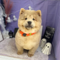 【本店】2023年10月25日のワンちゃん達♪