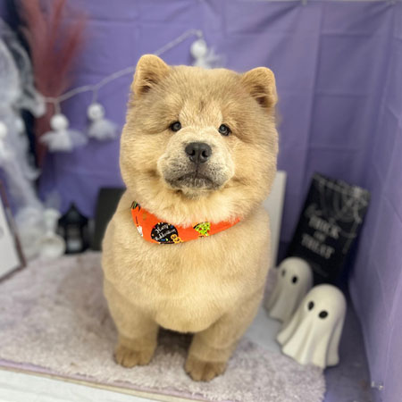 【本店】2023年10月25日のワンちゃん達♪