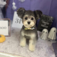 【本店】2023年10月28日のワンちゃん達♪