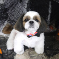 【山手店】2023年10月1日のワンちゃん達♪