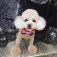 【山手店】2023年10月2日のワンちゃん達♪