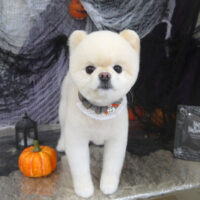 【山手店】2023年10月5日のワンちゃん達♪