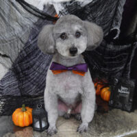 【山手店】2023年10月6日のワンちゃん達♪