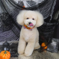 【山手店】2023年10月７日のワンちゃん達♪