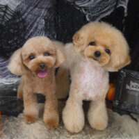 【山手店】2023年10月8日のワンちゃん達♪