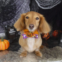 【山手店】2023年10月９日のワンちゃん達♪