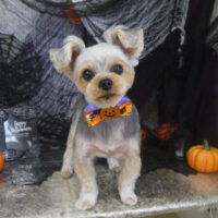 【山手店】2023年10月12日のワンちゃん達♪