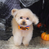 【山手店】2023年10月13日のワンちゃん達♪