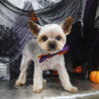 【山手店】2023年10月14日のワンちゃん達♪