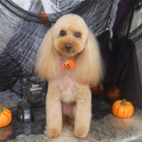 【山手店】2023年10月16日のワンちゃん達♪