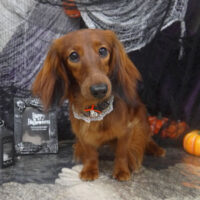 【山手店】2023年10月19日のワンちゃん達♪